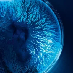 Masque>Biotherm Life Plankton™                Masque tissu hydratant et régénérant