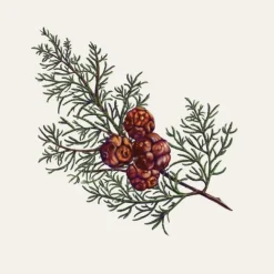 Parfum D'Ambiance & Diffuseur D'Intérieur><noscript><img width=