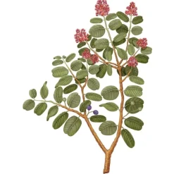 Bougie Parfumée><noscript><img width=