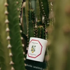 Bougie Parfumée><noscript><img width=