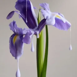 Soin Conditioner & Masque><noscript><img width=