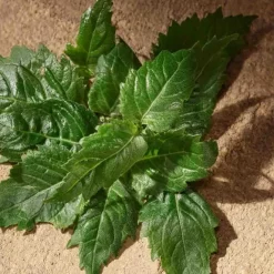 Eau De Parfum><noscript><img width=