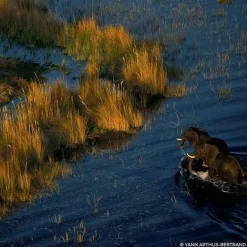 Eau De Parfum><noscript><img width=