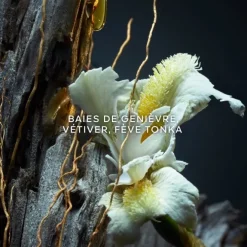 Eau De Parfum><noscript><img width=