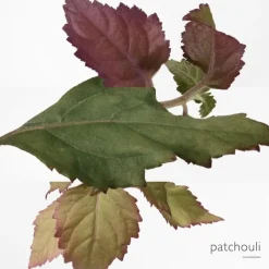 Parfum Recharge|Eau De Toilette><noscript><img width=