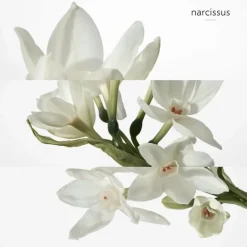 Gamme Complémentaire Parfumée|Eau De Parfum><noscript><img width=