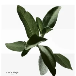 Eau De Toilette><noscript><img width=