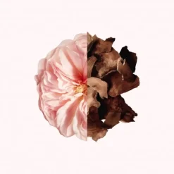 Eau De Parfum><noscript><img width=