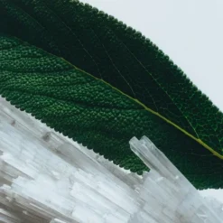 Parfum Mixte><noscript><img width=