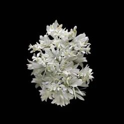 Parfum Mixte|Parfum Recharge>Kilian Paris Love Don't Be Shy                Eau de Parfum - Flacon-Recharge