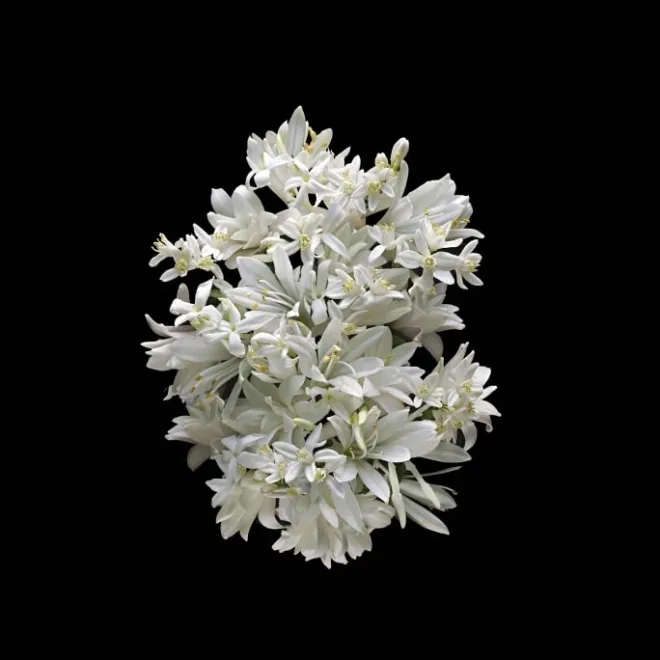 Parfum Mixte|Parfum Recharge>Kilian Paris Love Don't Be Shy Eau de Parfum - Flacon-Recharge