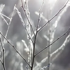 Bougie Parfumée><noscript><img width=