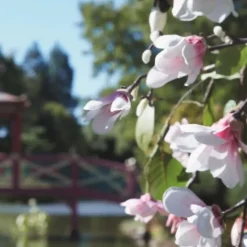 Parfum Mixte><noscript><img width=