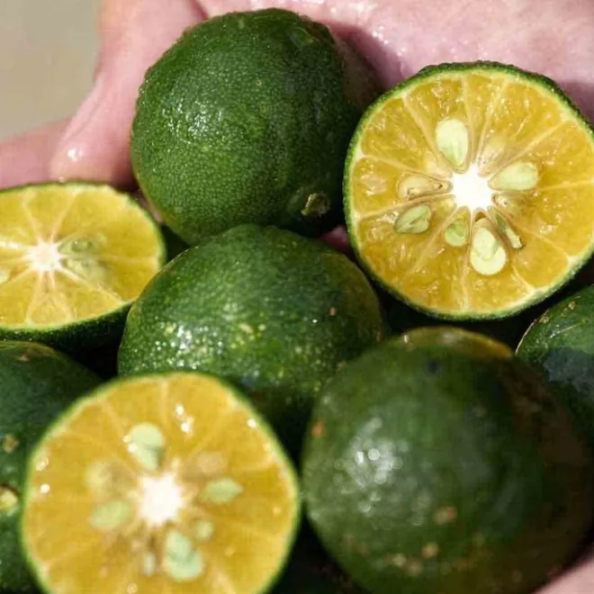 Crème Teintée - Bb Cc & Ee Crème|Soin De Jour>SHISEIDO Waso Soin Correcteur Teint Non Gras SPF30