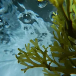 Soin Conditioner & Masque><noscript><img width=